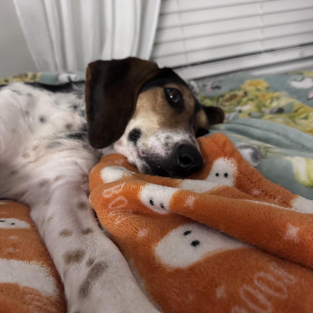 Linda Long Ears thumbnail 4