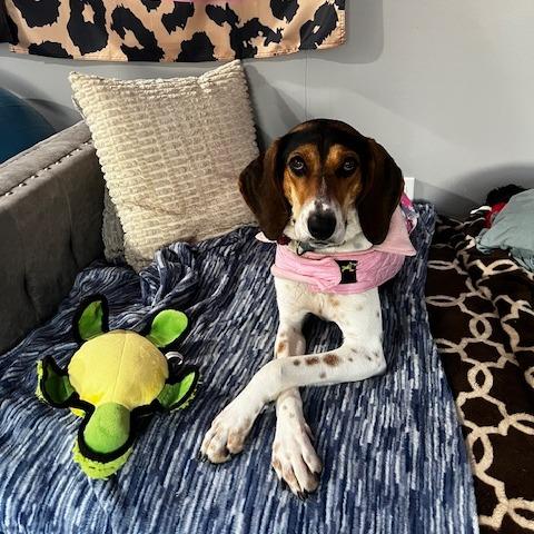 Enlarge Linda Long Ears, a Adoptable mixed breed in Delaware, OH image 3/6