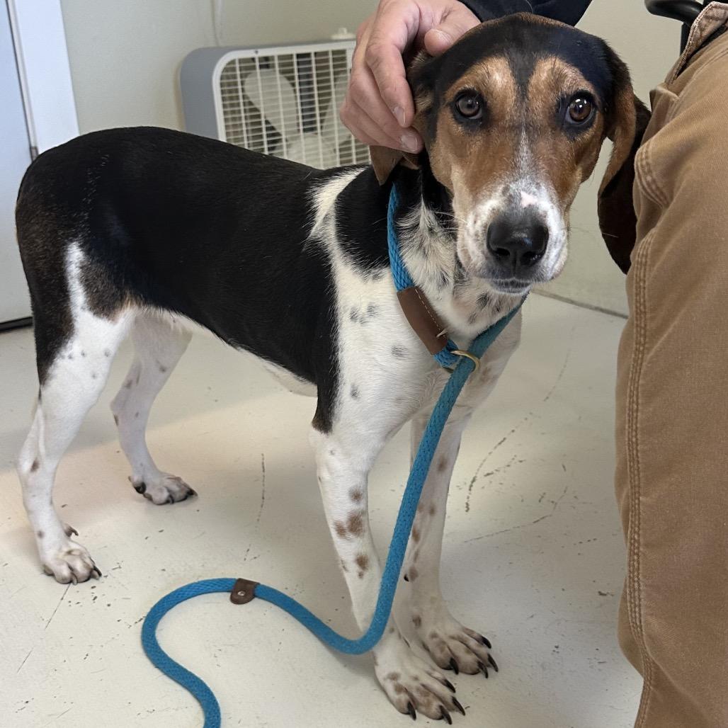 Linda Long Ears thumbnail 5