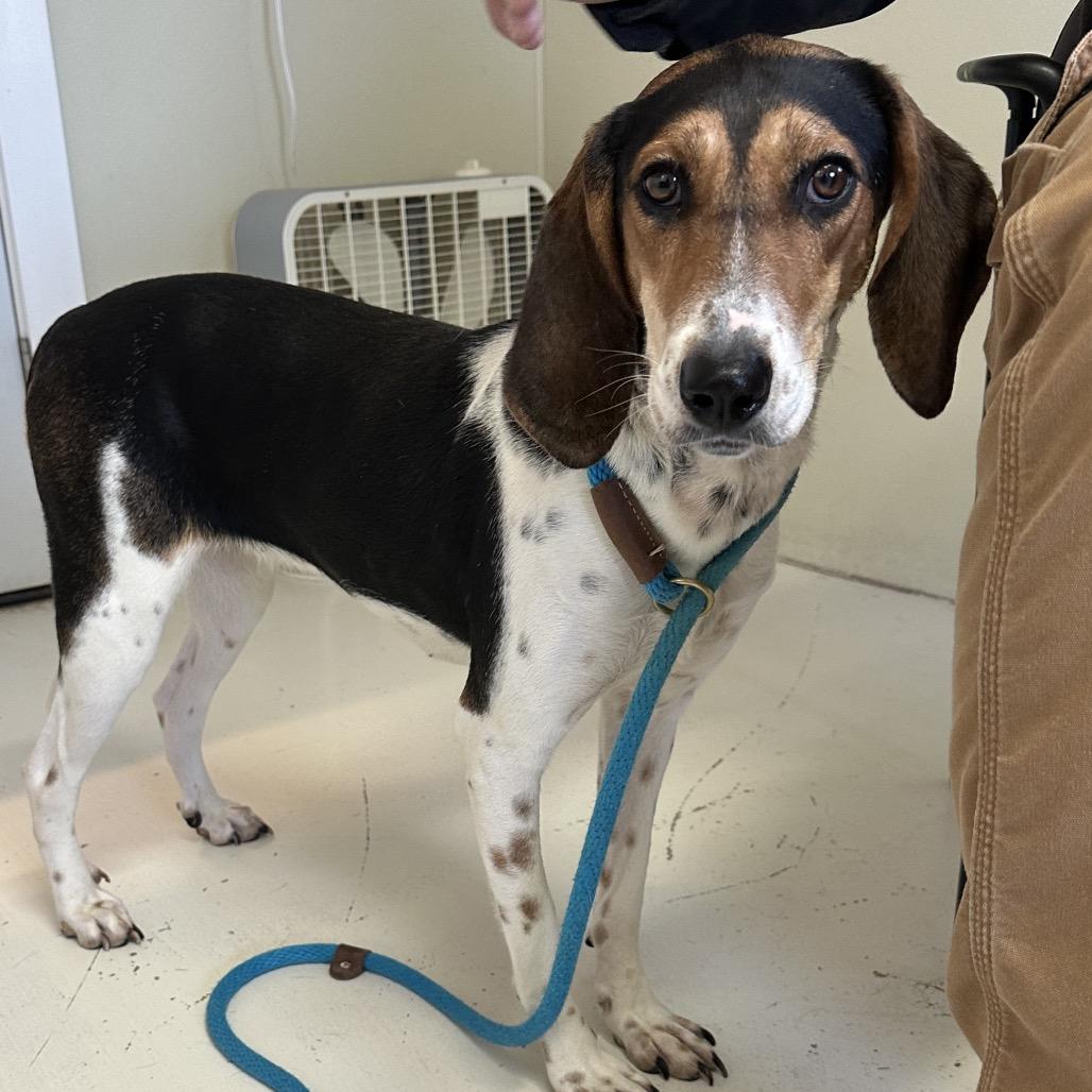 Linda Long Ears thumbnail 6