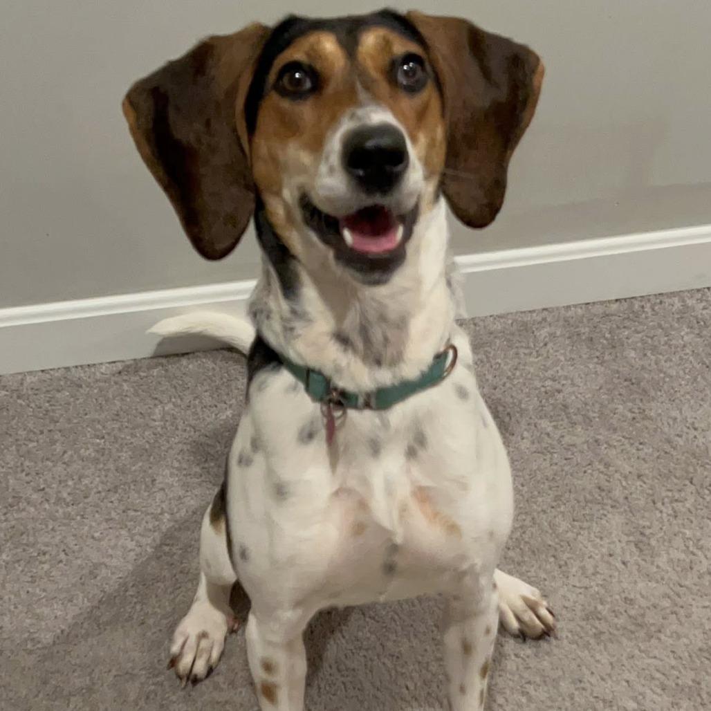 Linda Long Ears thumbnail 7