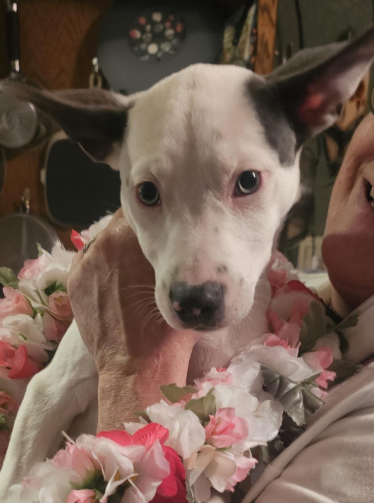 Buttercup, Adoptable, Puppy Female Husky & American Staffordshire Terrier.