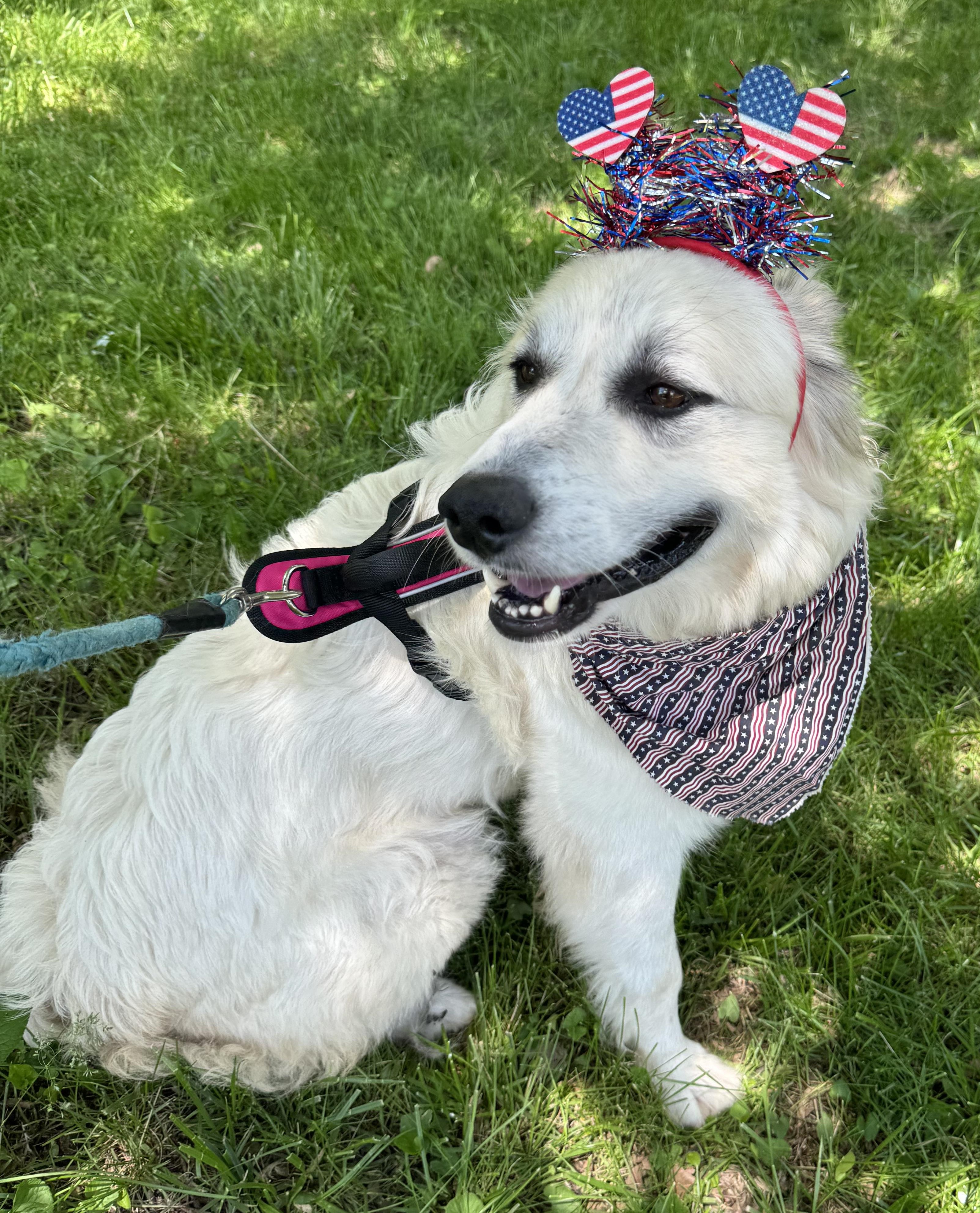 Sweet Pea - Beautiful Inside & Out- Foster Needed, a Adoptable Great Pyrenees in Indianapolis, IN image 3/5
