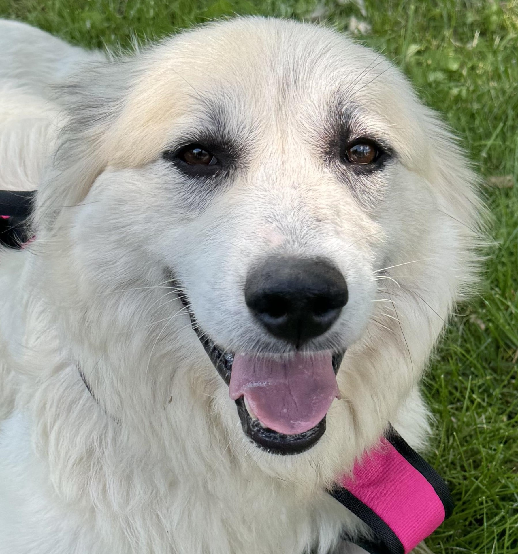 Sweet Pea - Beautiful Inside & Out- Foster Needed, a Adoptable Great Pyrenees in Indianapolis, IN image 1/5