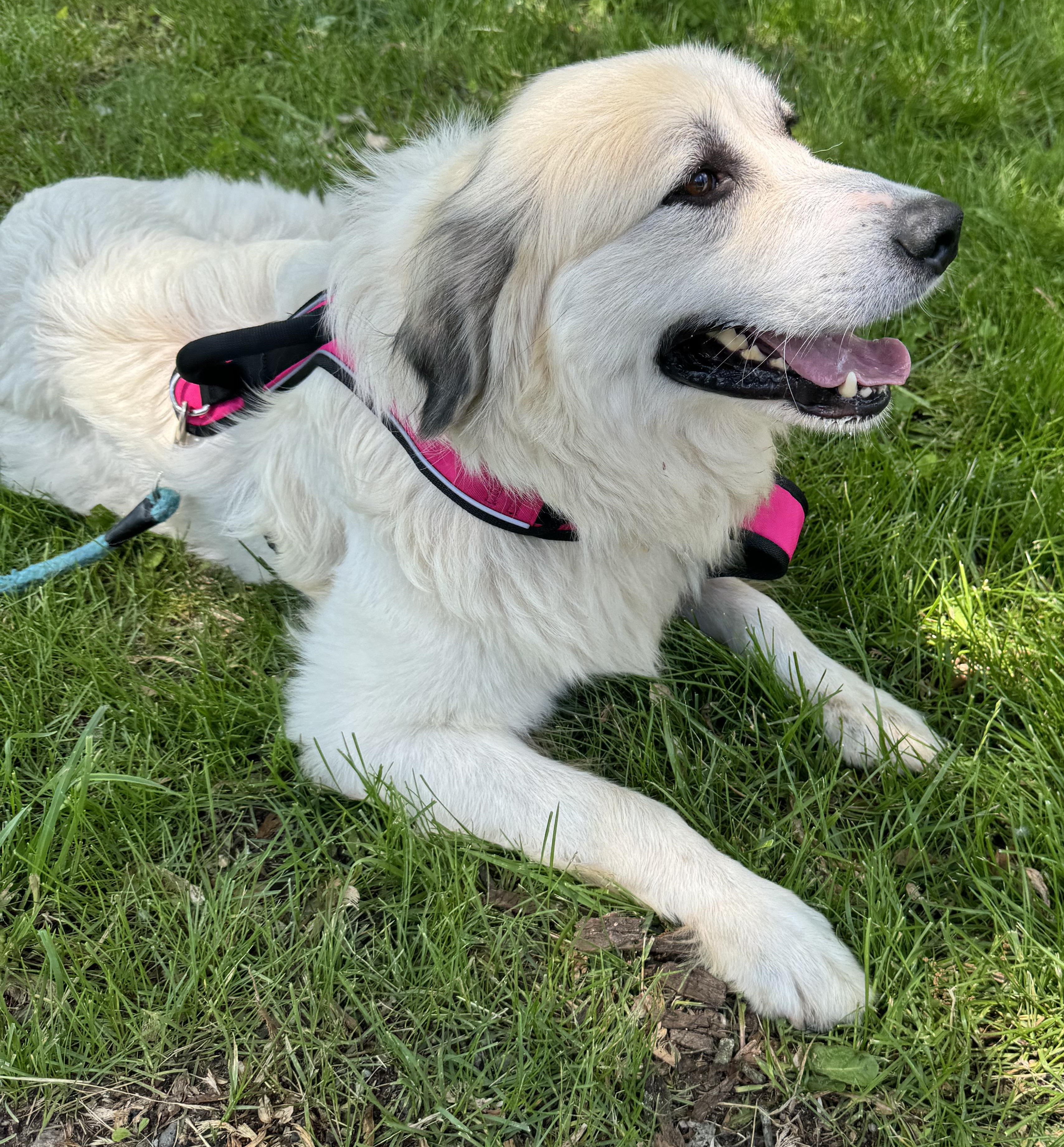 Sweet Pea - Beautiful Inside & Out- Foster Needed, a Adoptable Great Pyrenees in Indianapolis, IN image 4/5