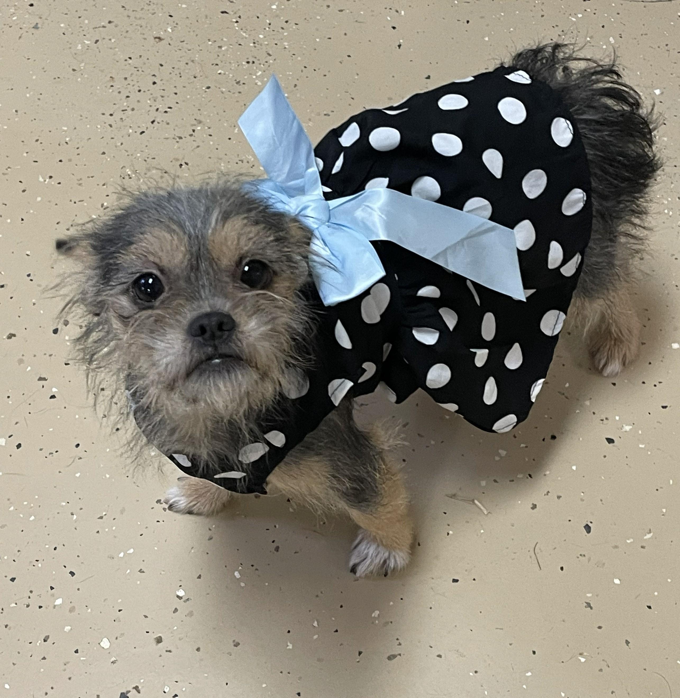 Enlarge Cordelia, an adopted Yorkshire Terrier in Mount Sterling, KY image 6/6