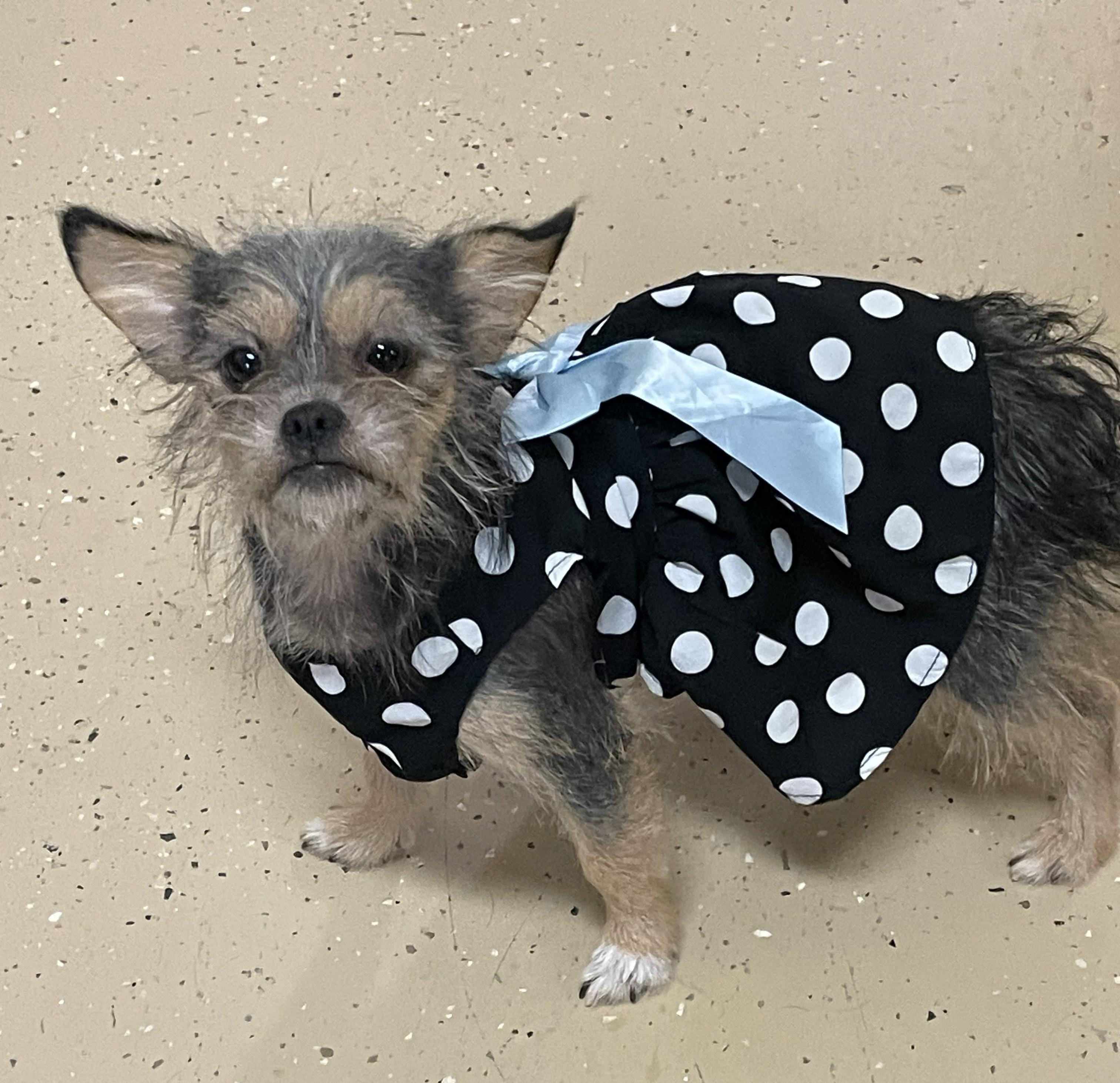 Enlarge Cordelia, an adopted Yorkshire Terrier in Mount Sterling, KY image 1/6