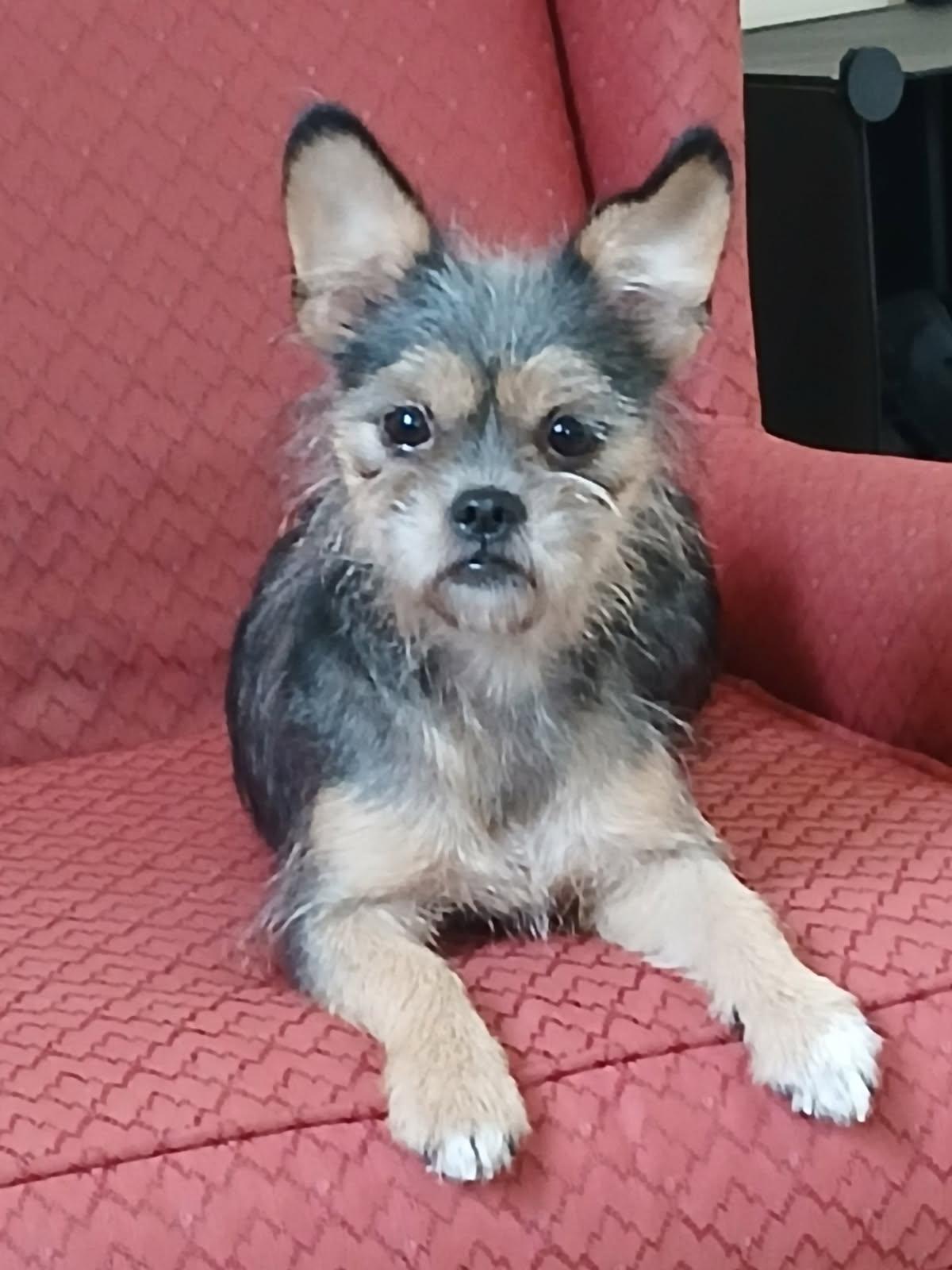 Enlarge Cordelia, an adopted Yorkshire Terrier in Mount Sterling, KY image 2/6