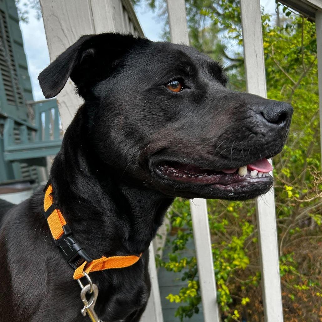 Stormy (Reduced Rover), a Adoptable mixed breed in New Orleans, LA image 1/6