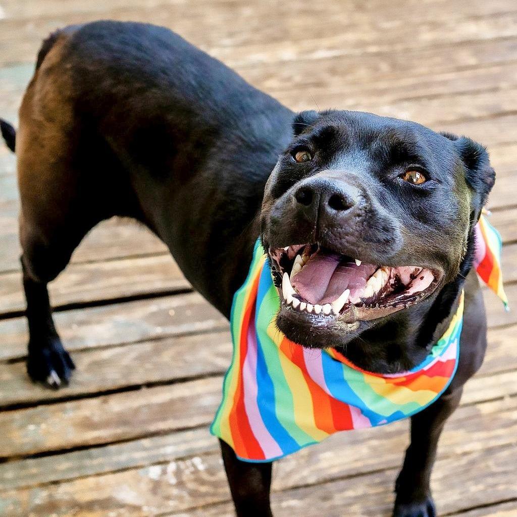 Stormy (Reduced Rover), a Adoptable mixed breed in New Orleans, LA image 2/6