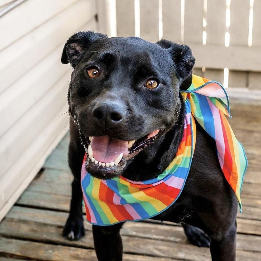 Enlarge Stormy (Reduced Rover), a Adoptable mixed breed in New Orleans, LA image 4/6