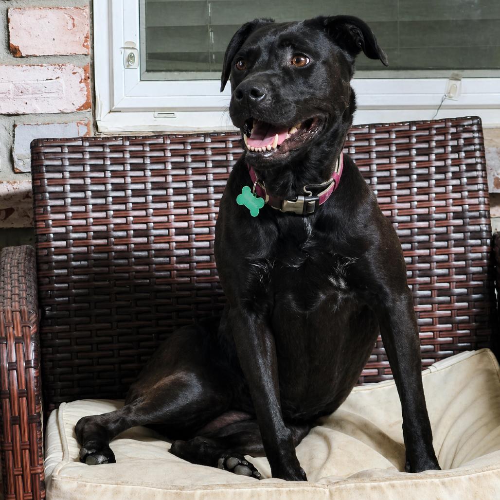 Enlarge Stormy (Reduced Rover), a Adoptable mixed breed in New Orleans, LA image 4/6