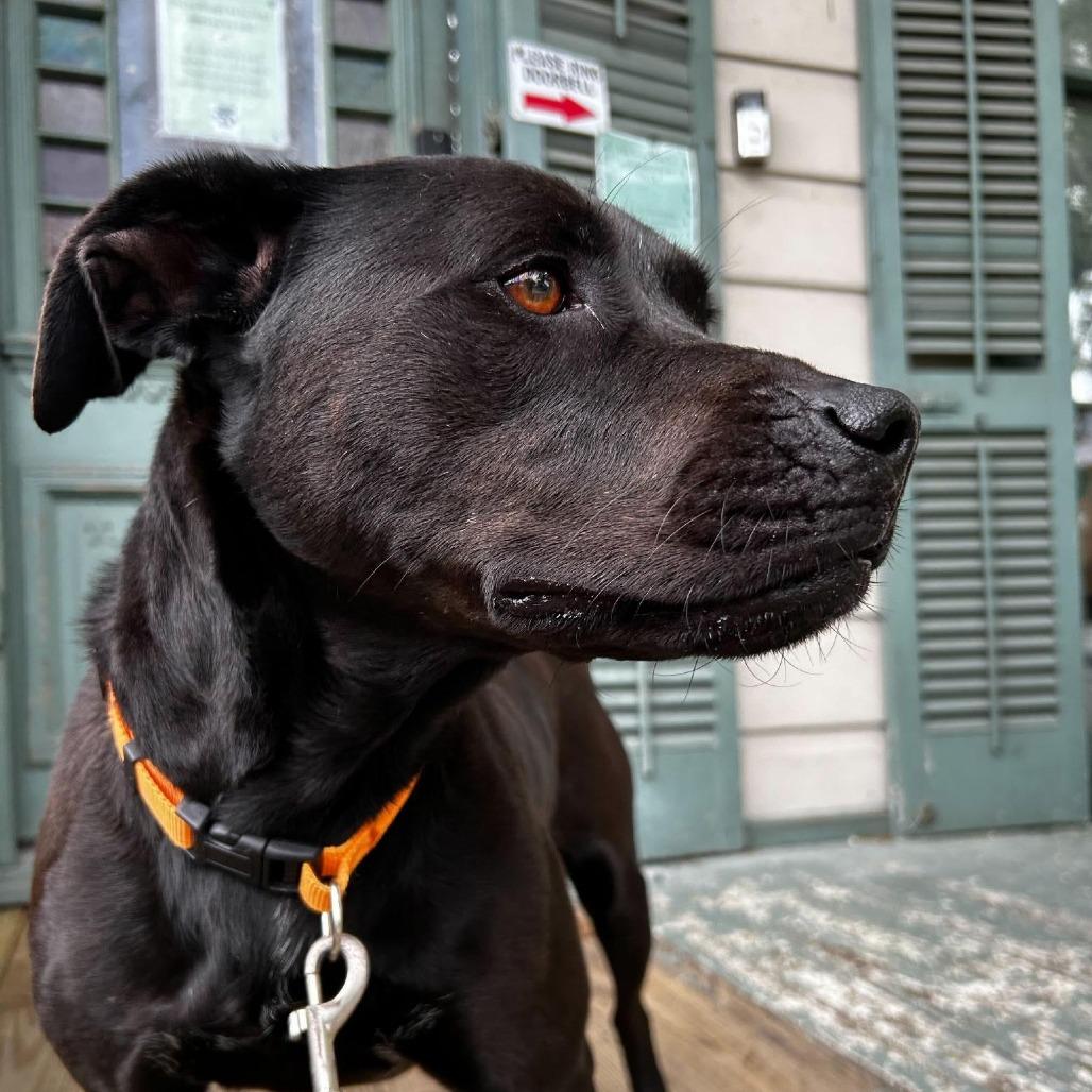 Stormy (Reduced Rover), Adoptable, Adult Female Black Labrador Retriever & Mixed Breed.