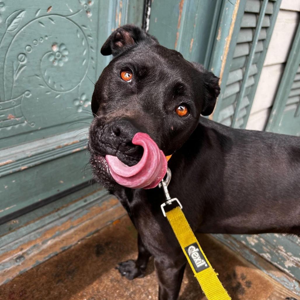 Enlarge Stormy (Reduced Rover), a Adoptable mixed breed in New Orleans, LA image 5/6
