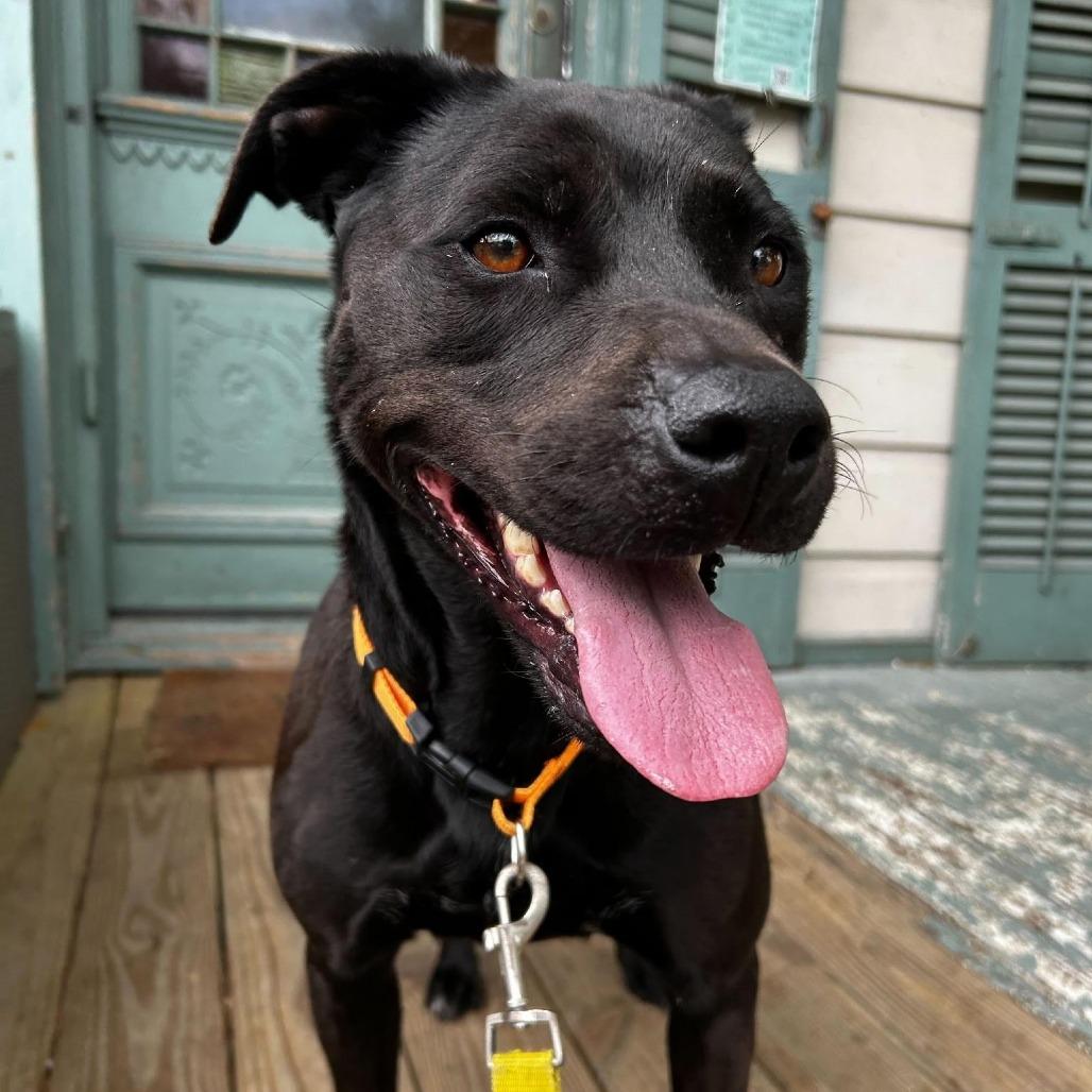 Stormy (Reduced Rover), a Adoptable mixed breed in New Orleans, LA image 6/6