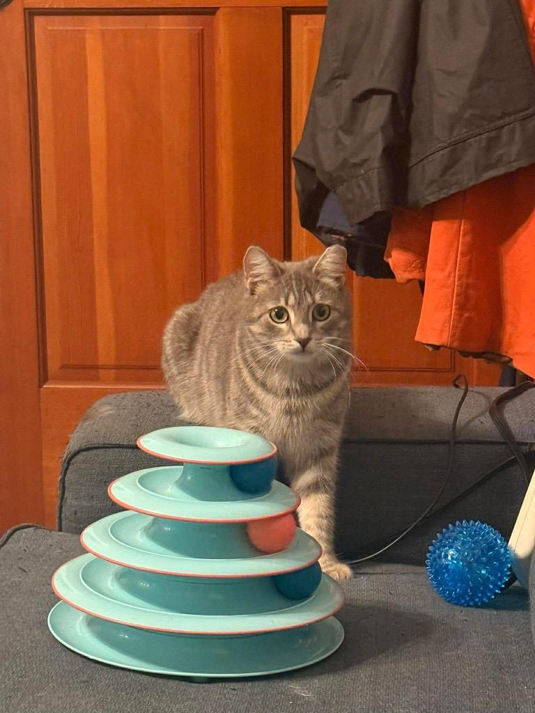 Enlarge Savannah, a Adoptable Domestic Short Hair in Augusta, GA image 1/2