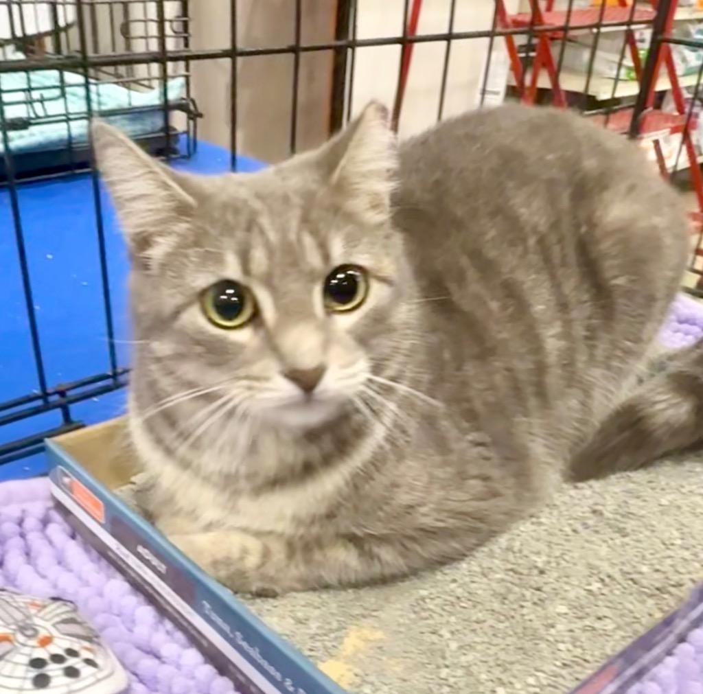 Enlarge Savannah, a Adoptable Domestic Short Hair in Augusta, GA image 2/2