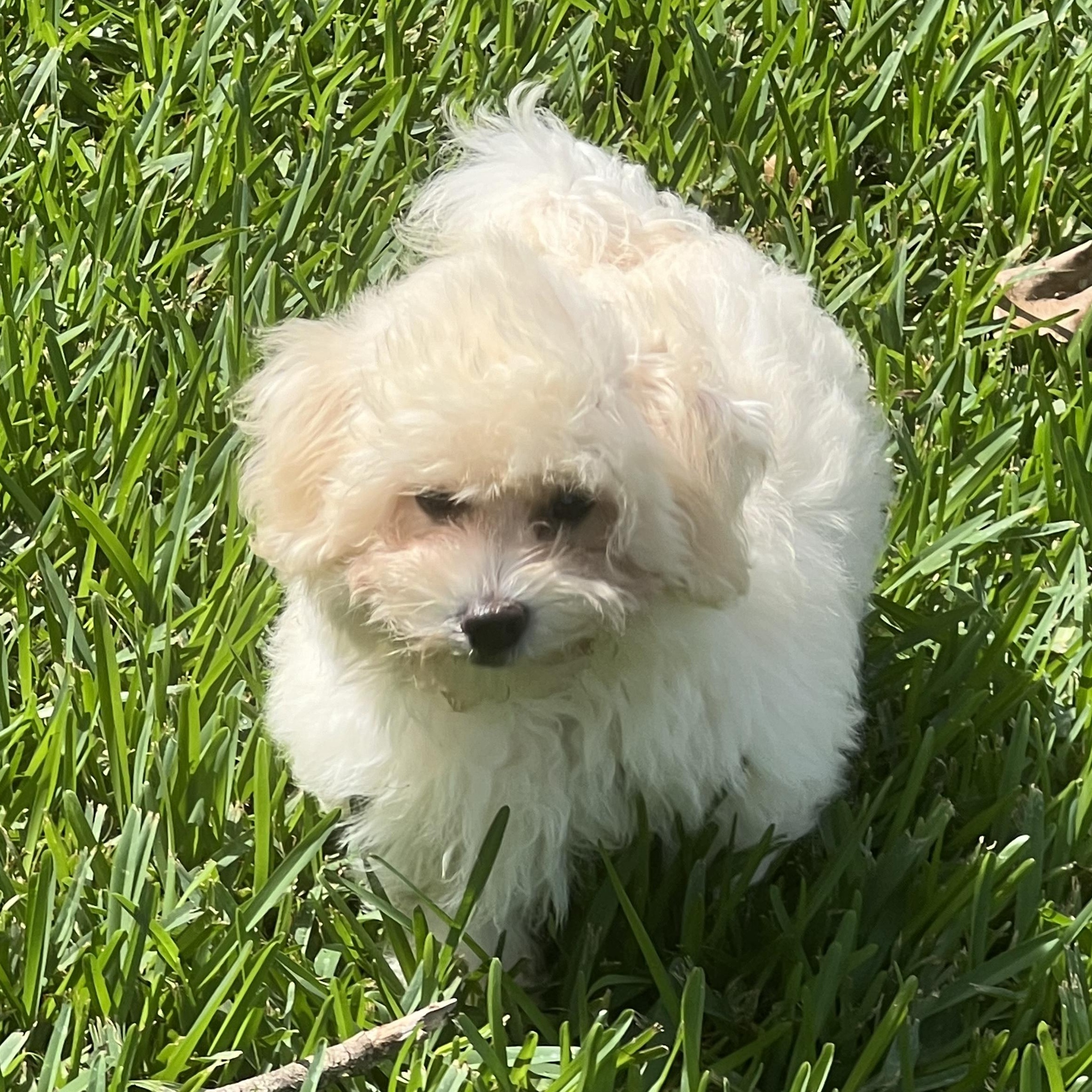 Adonis Miller, an adopted Maltipoo in Plano, TX image 2/2