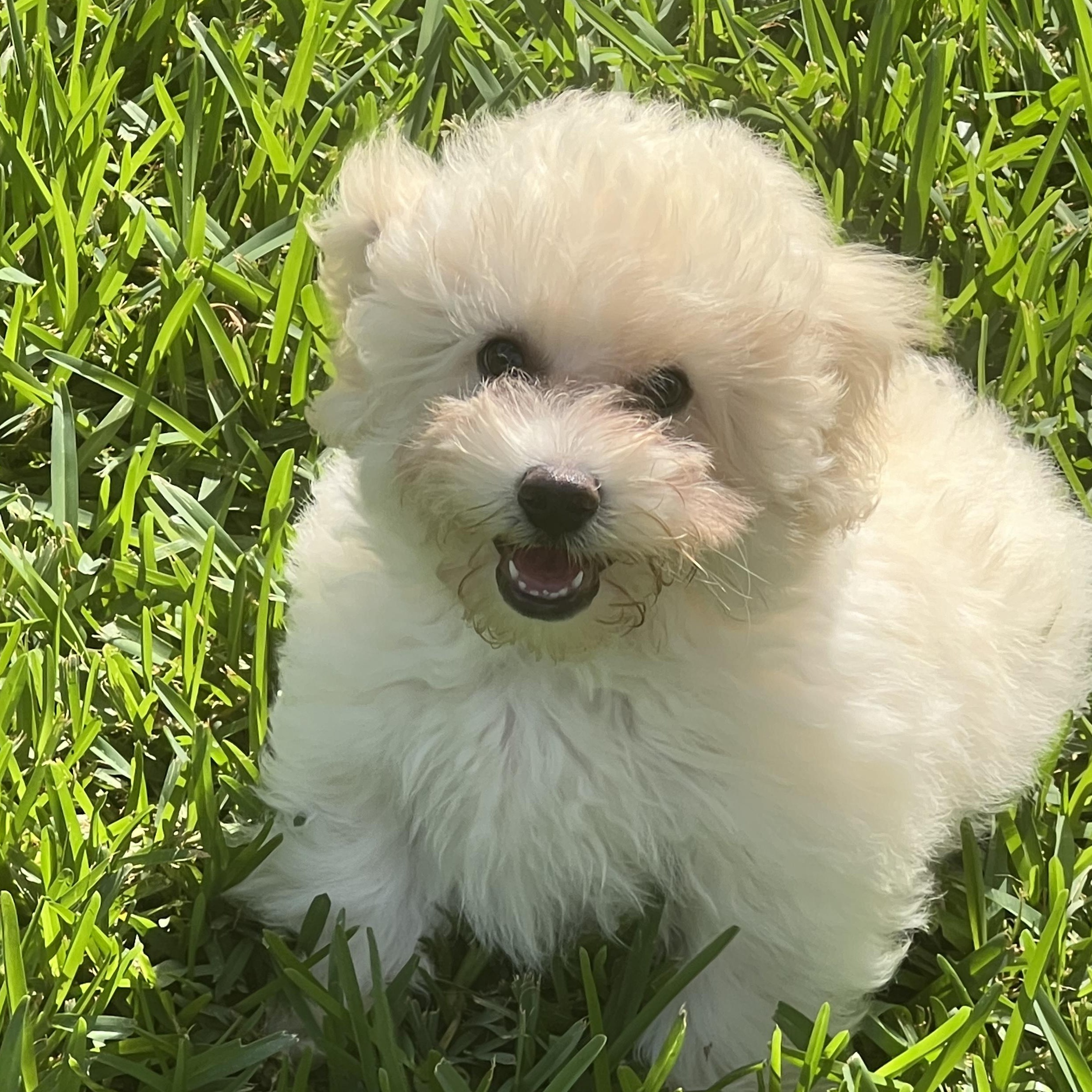 Adonis Miller, an adopted Maltipoo in Plano, TX image 1/2