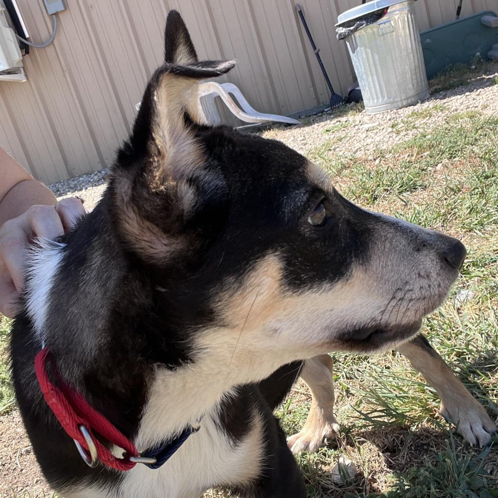 Enlarge Penny, a Adoptable mixed breed in San Saba, TX image 1/3