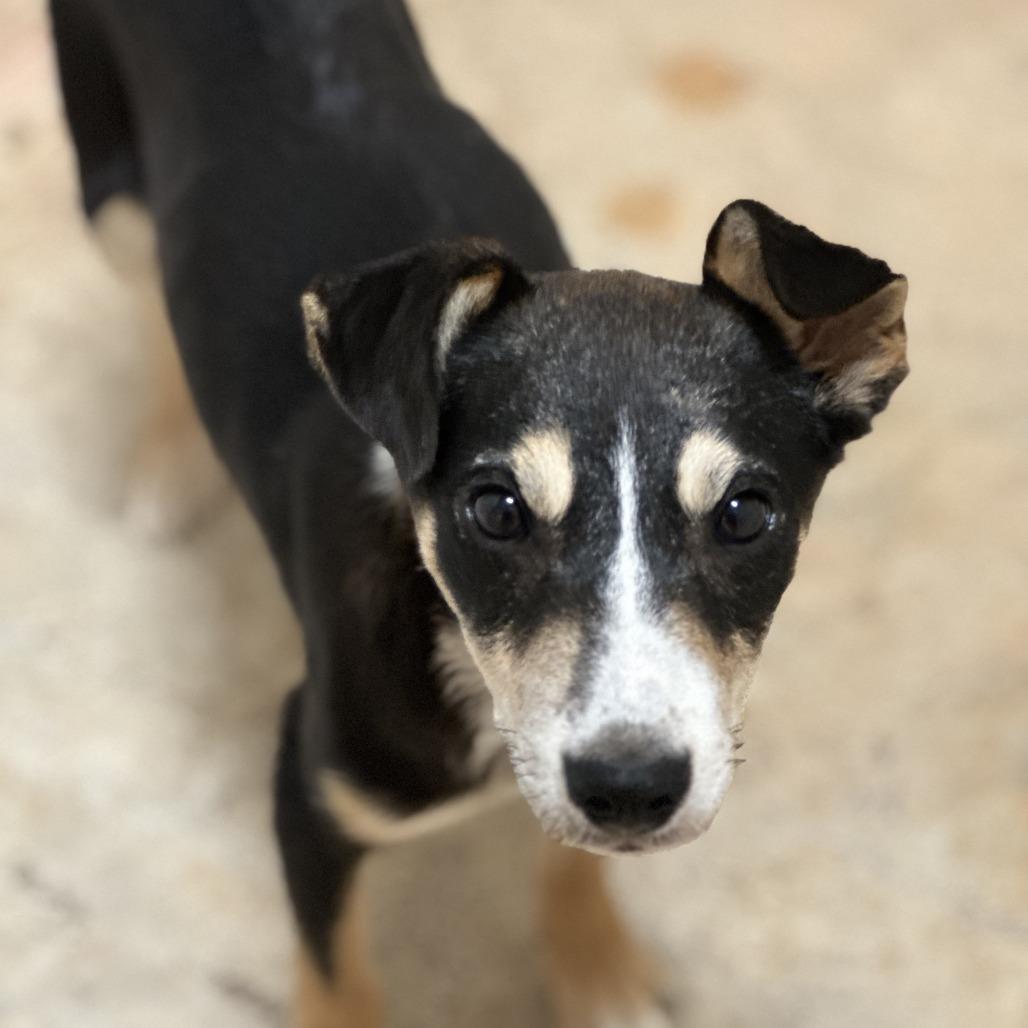 Enlarge Penny, a Adoptable mixed breed in San Saba, TX image 2/3