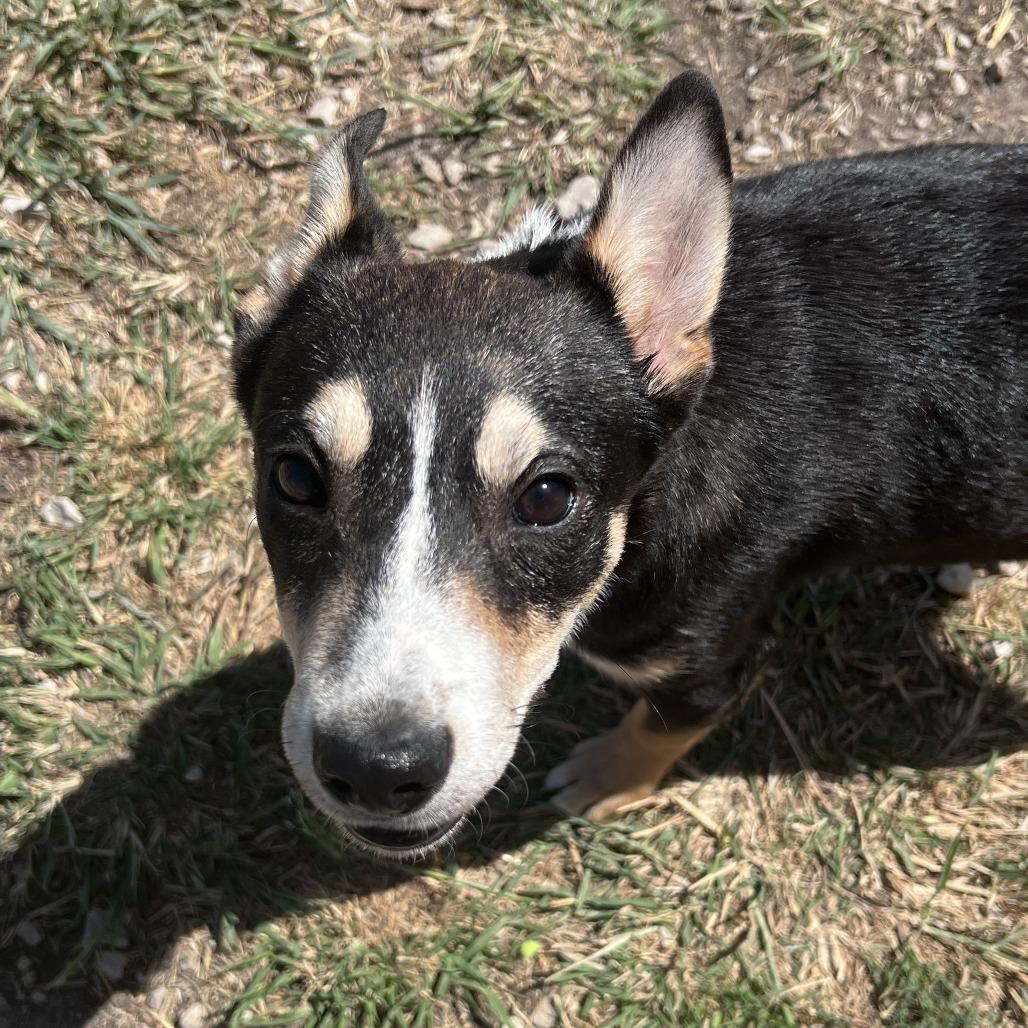 Enlarge Penny, a Adoptable mixed breed in San Saba, TX image 3/3