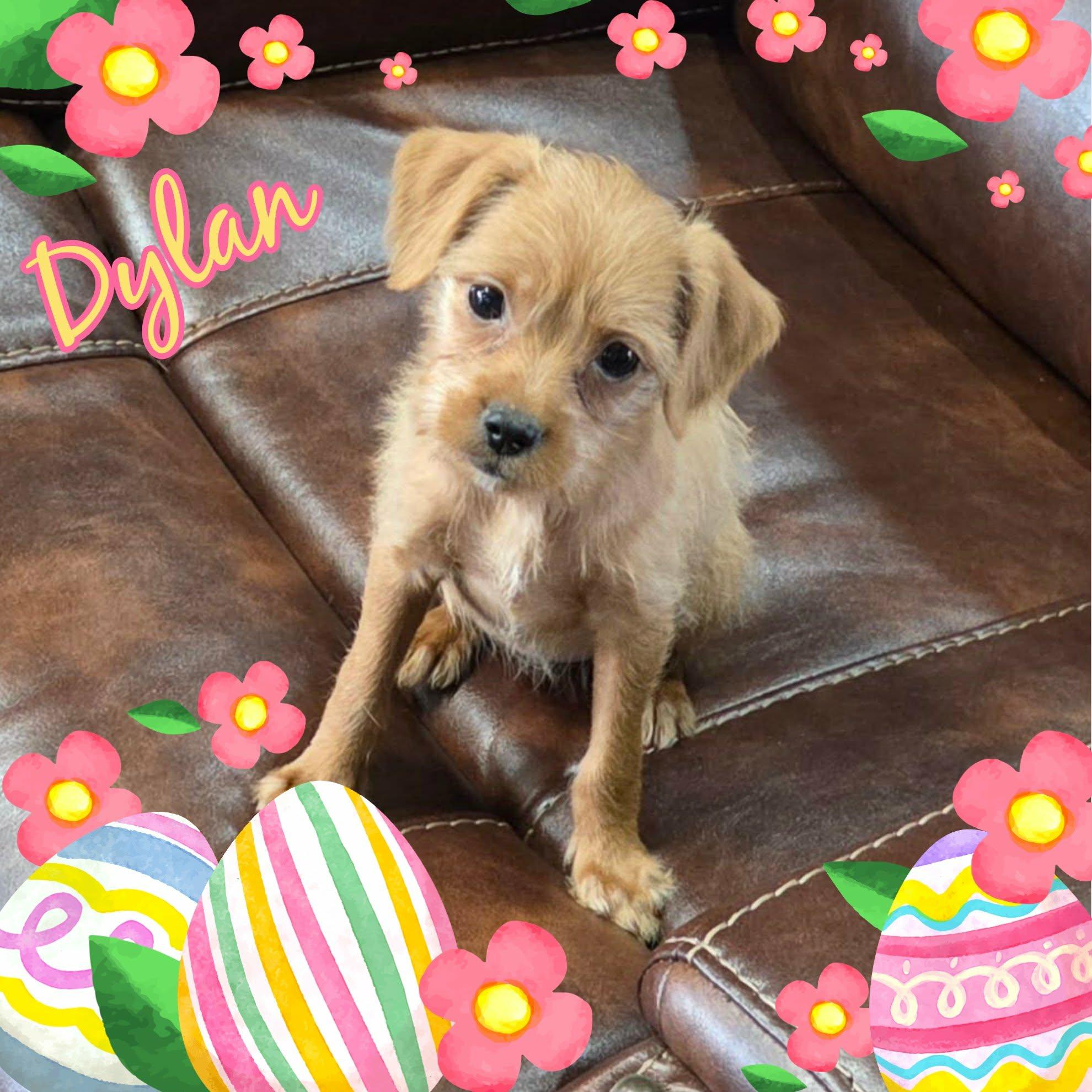 Dylan, a ADOPTABLE mixed breed in Grove, OK image 4/5