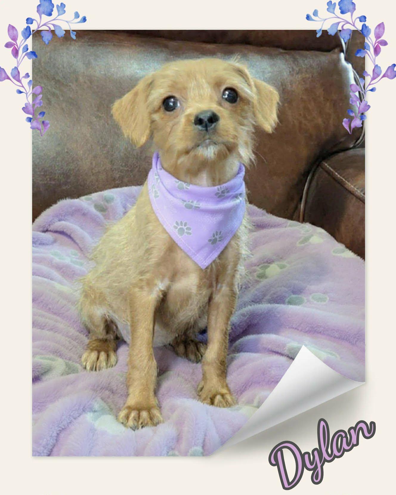 Dylan, a ADOPTABLE mixed breed in Grove, OK image 5/5