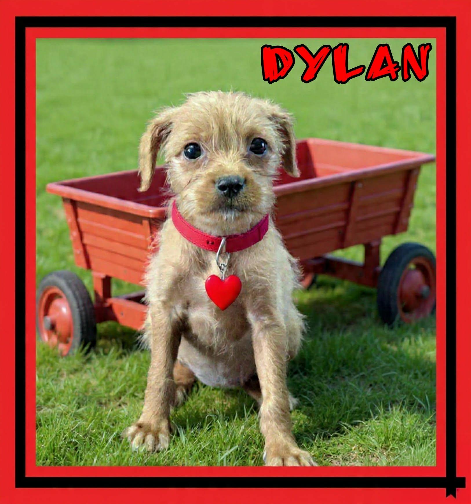 Dylan, a ADOPTABLE mixed breed in Grove, OK image 3/5