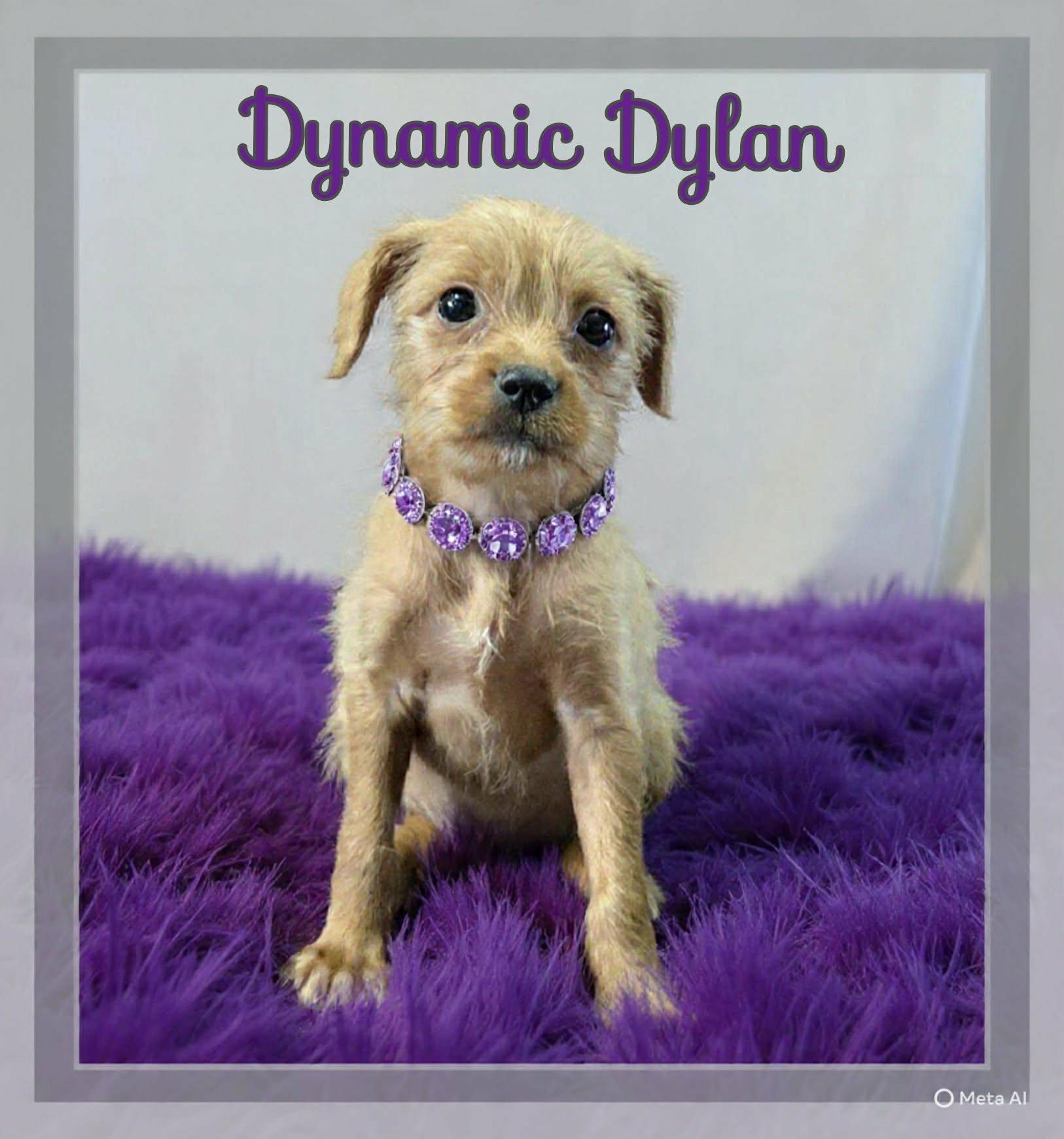 Dylan, a ADOPTABLE mixed breed in Grove, OK image 1/5
