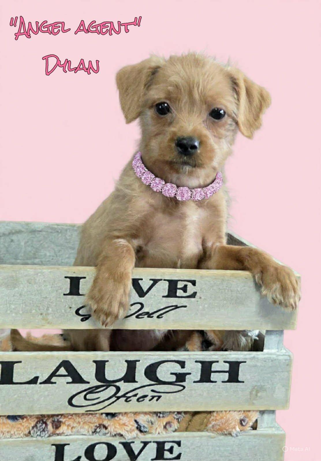 Dylan, a ADOPTABLE mixed breed in Grove, OK image 2/5