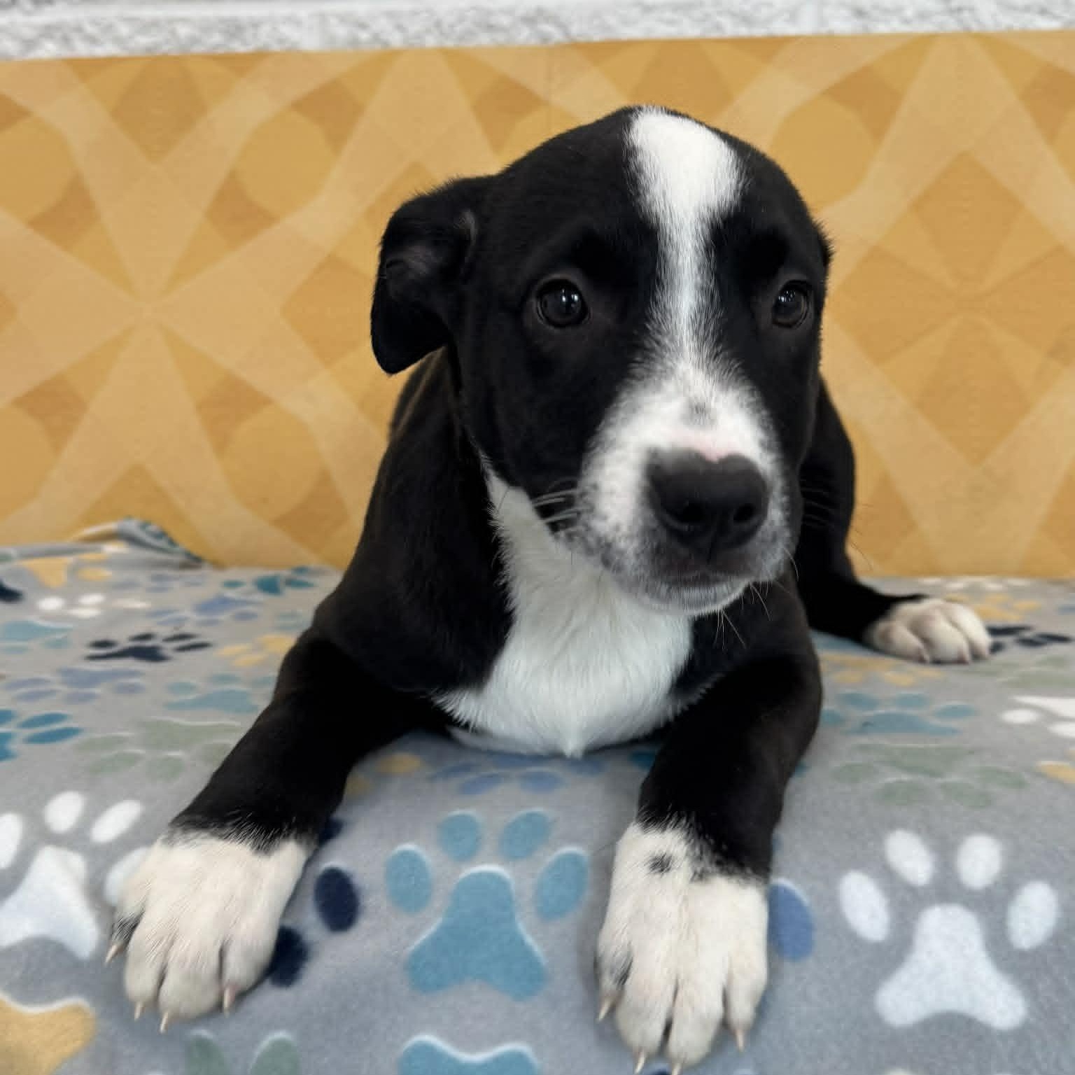 Evander, ADOPTABLE, Puppy Male Border Collie.