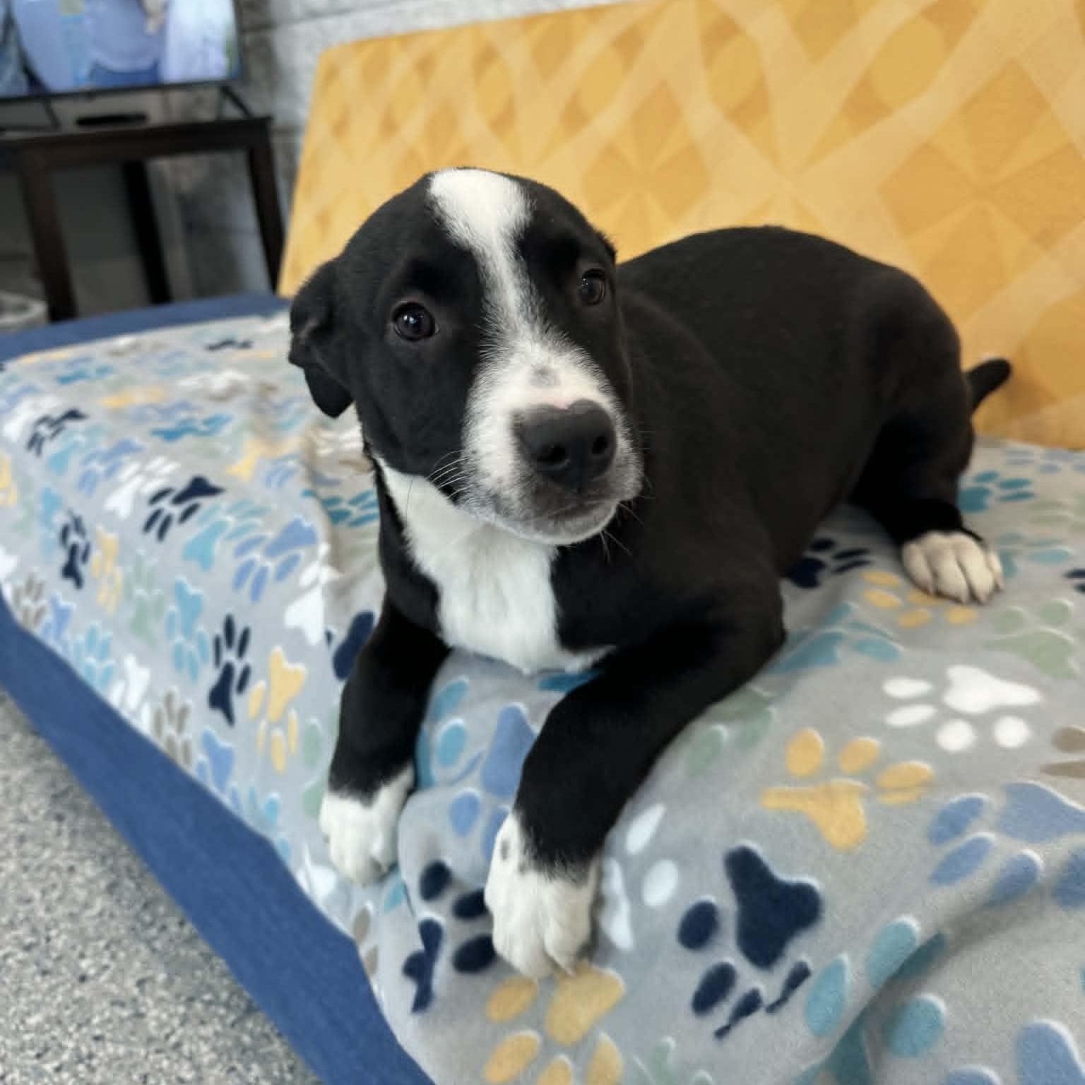 Evander, a ADOPTABLE mixed breed in Danbury, CT image 3/4