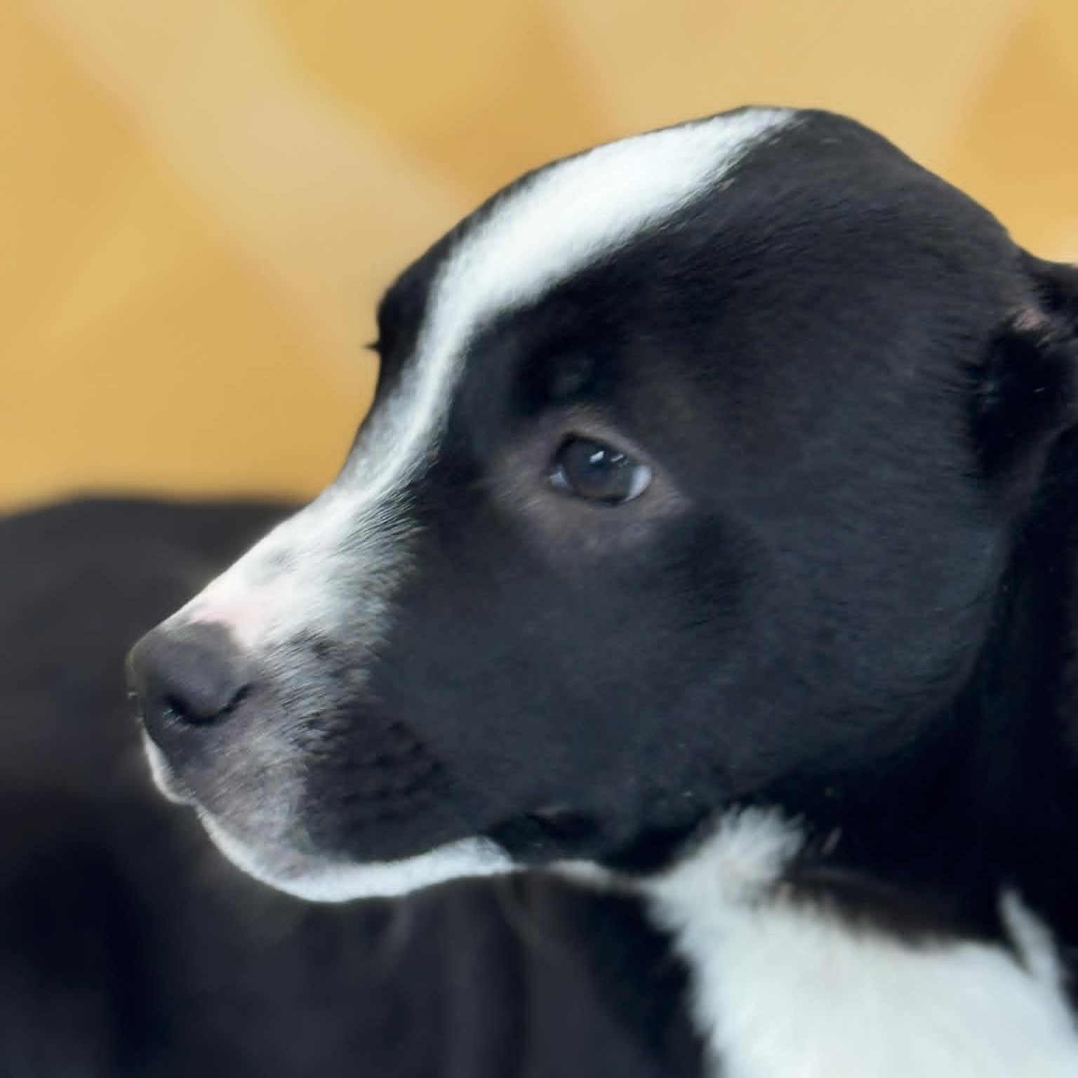 Evander, a ADOPTABLE mixed breed in Danbury, CT image 4/4