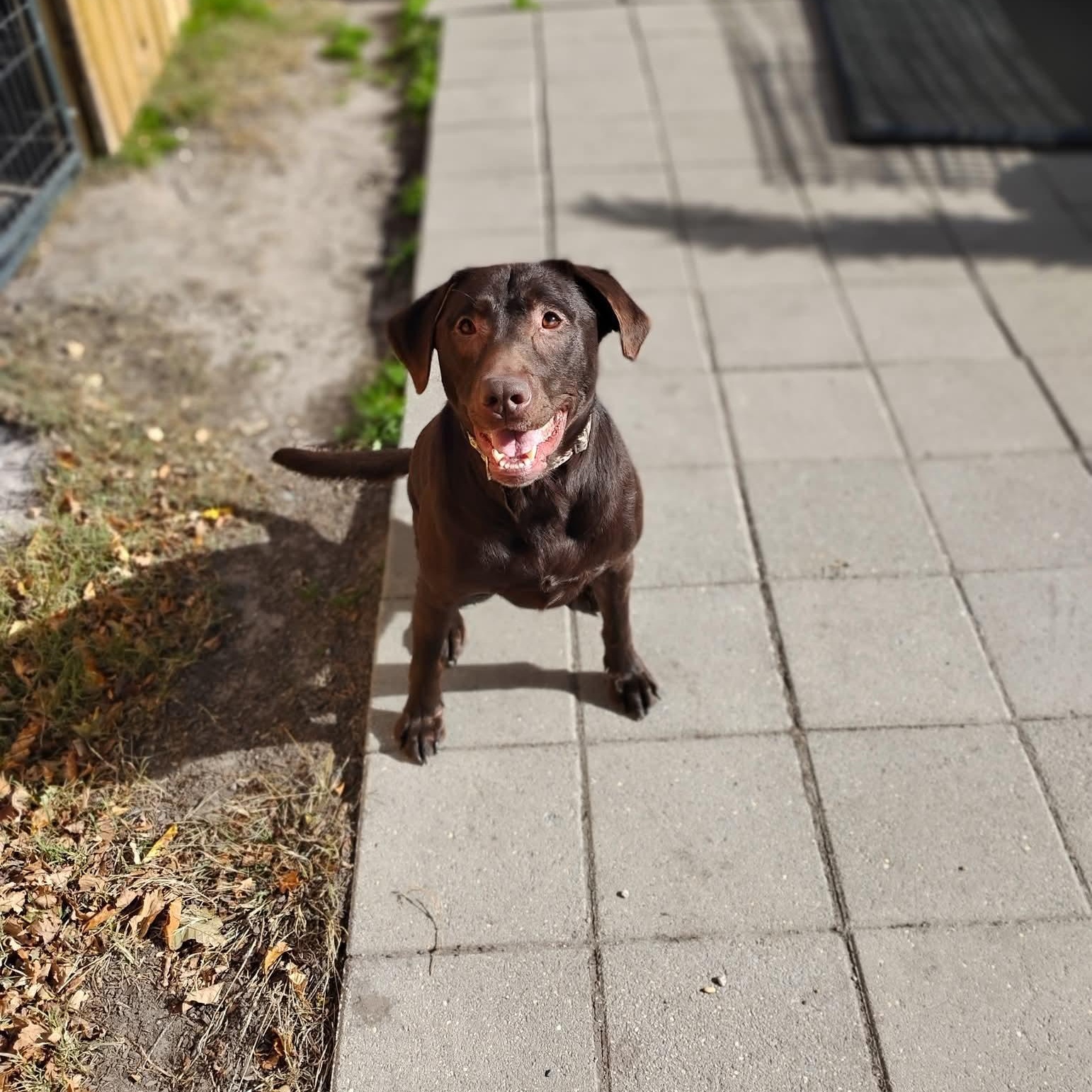 Enlarge Reese, a ADOPTABLE Chocolate Labrador Retriever in Salisbury, MD image 1/1