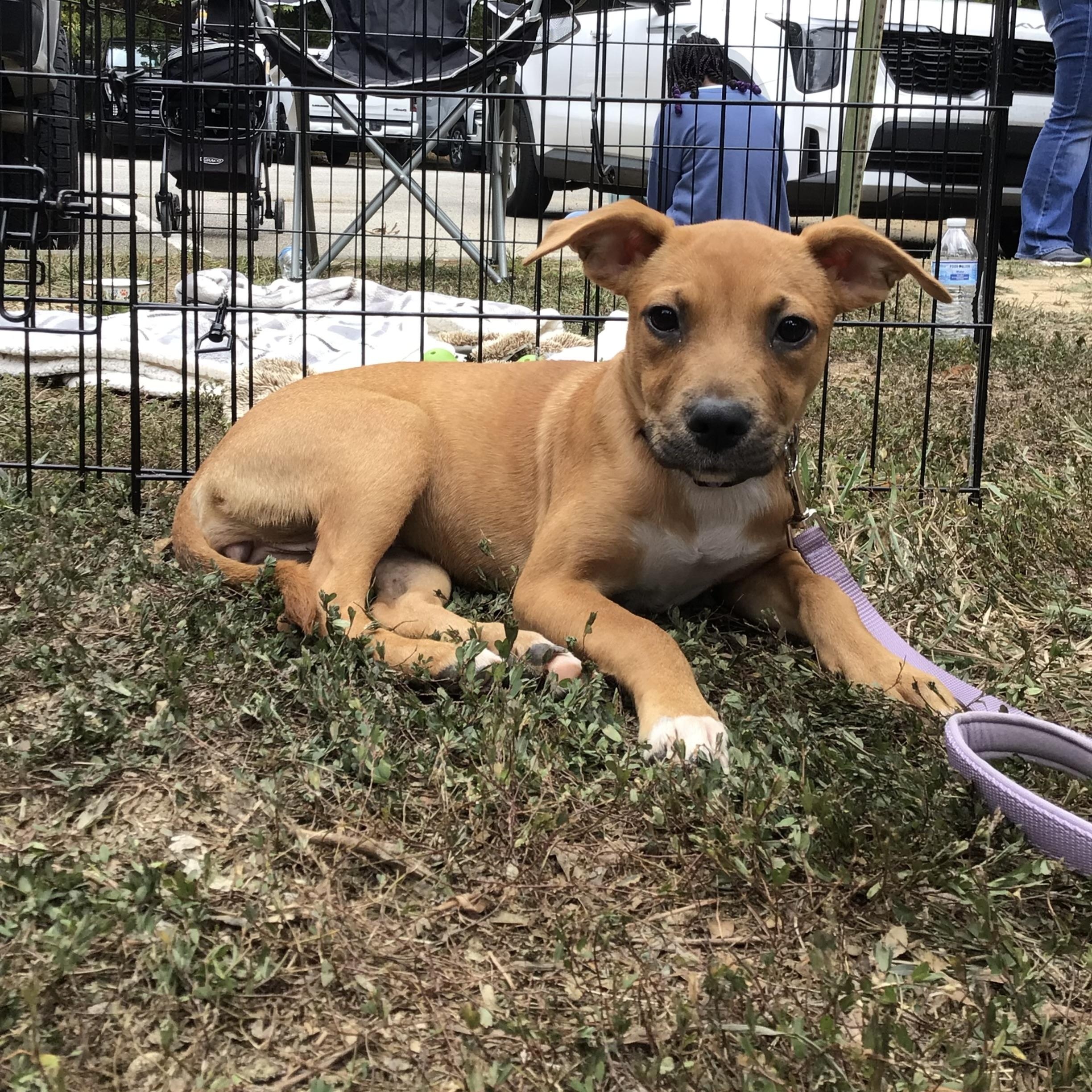 Butters, a Adoptable mixed breed in Waxhaw, NC image 3/5