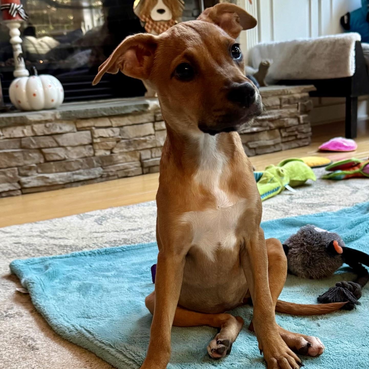 Butters, a Adoptable mixed breed in Waxhaw, NC image 5/5