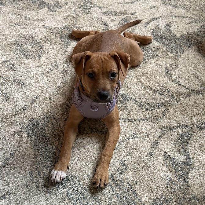 Butters, a Adoptable mixed breed in Waxhaw, NC image 2/5