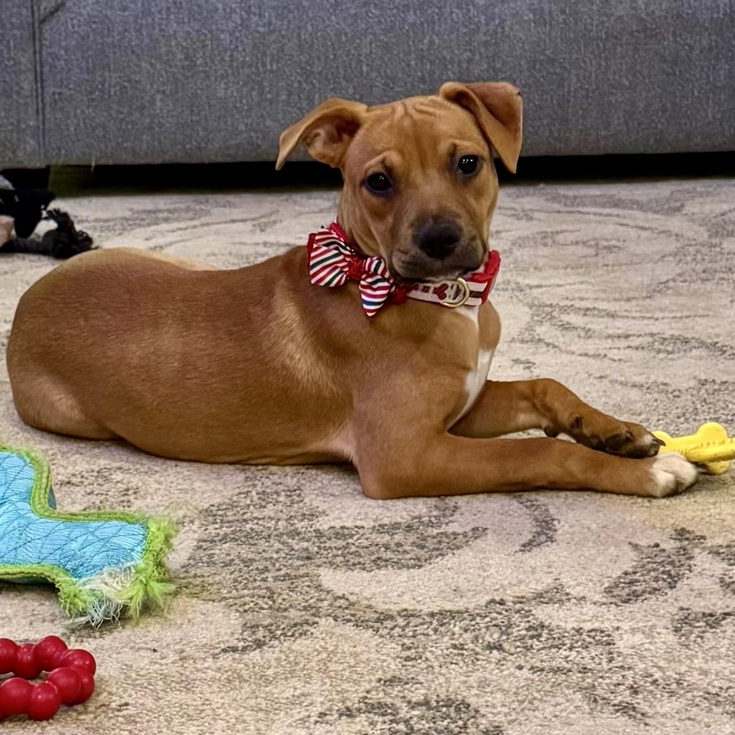 Butters, a Adoptable mixed breed in Waxhaw, NC image 1/5