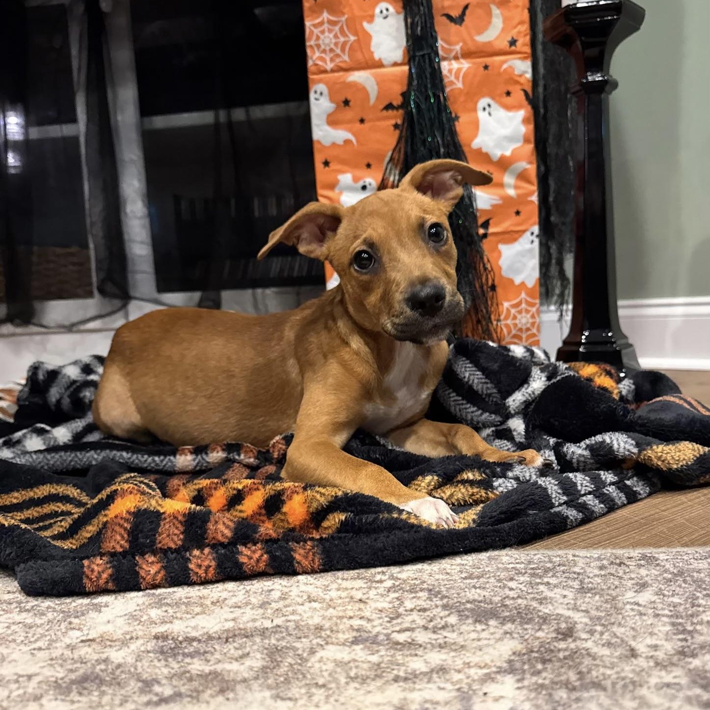 Butters, a Adoptable mixed breed in Waxhaw, NC image 4/5