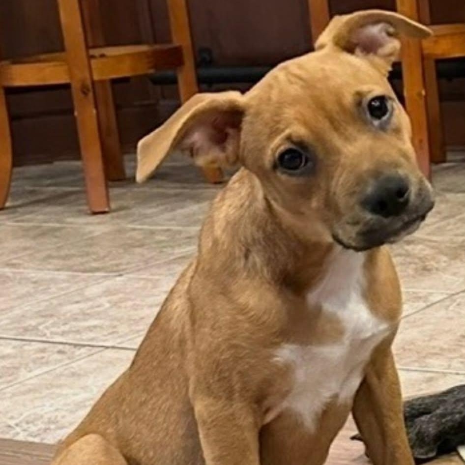 Enlarge Butters, an adopted mixed breed in Waxhaw, NC image 1/6