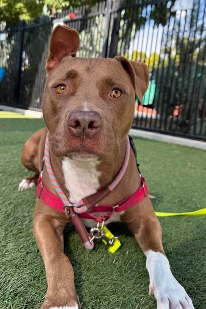 Jimmy D., Adoptable, Adult Male Pit Bull Terrier & Mixed Breed.