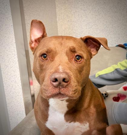 Enlarge Jimmy D., a Adoptable mixed breed in Roseville, CA image 2/3