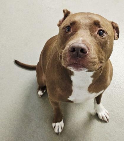 Jimmy D., a Adoptable mixed breed in Roseville, CA image 1/3