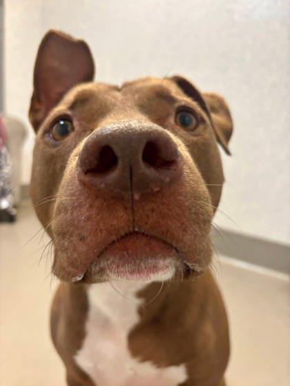 Enlarge Jimmy D., a Adoptable mixed breed in Roseville, CA image 2/3