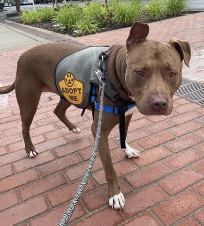 Enlarge Jimmy D., a Adoptable mixed breed in Roseville, CA image 3/3
