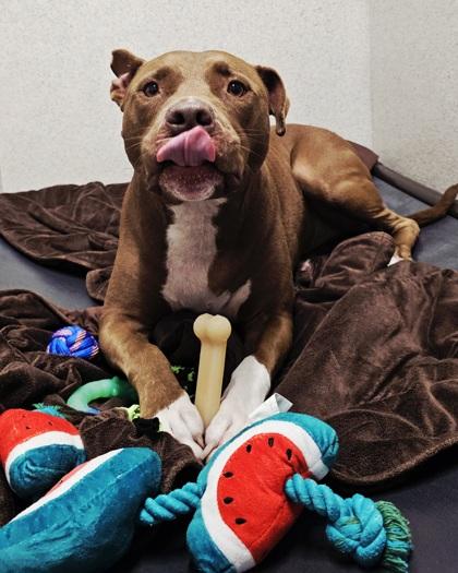 Jimmy D., a Adoptable mixed breed in Roseville, CA image 2/3