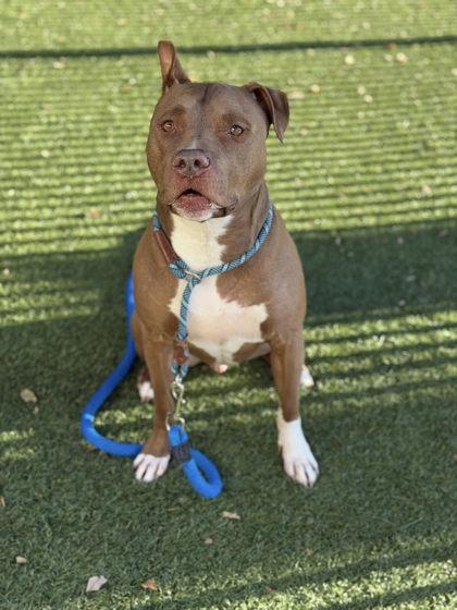 Jimmy D., a Adoptable mixed breed in Roseville, CA image 3/3