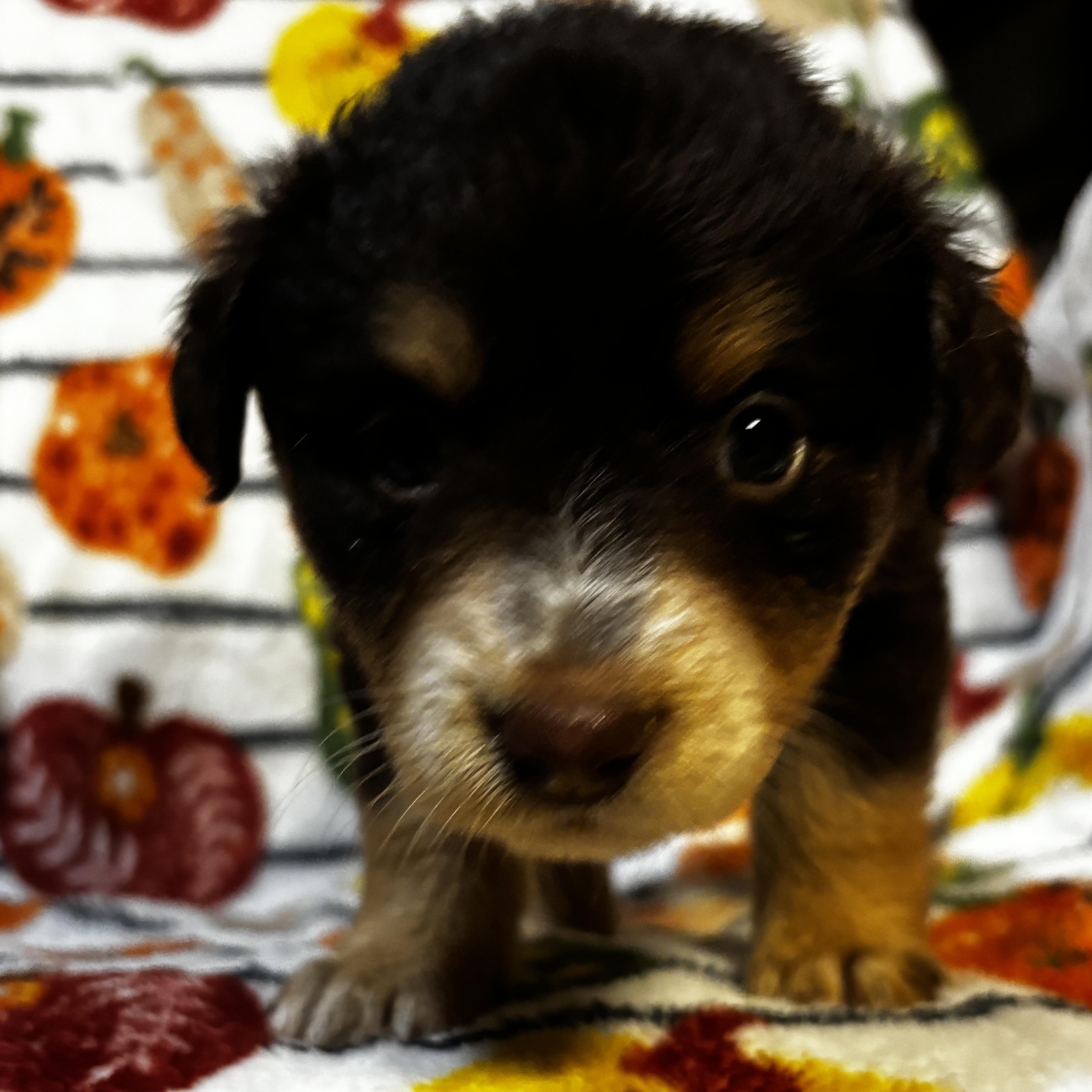 Hyacinth, Adoptable, Puppy Female Labrador Retriever & Australian Shepherd.