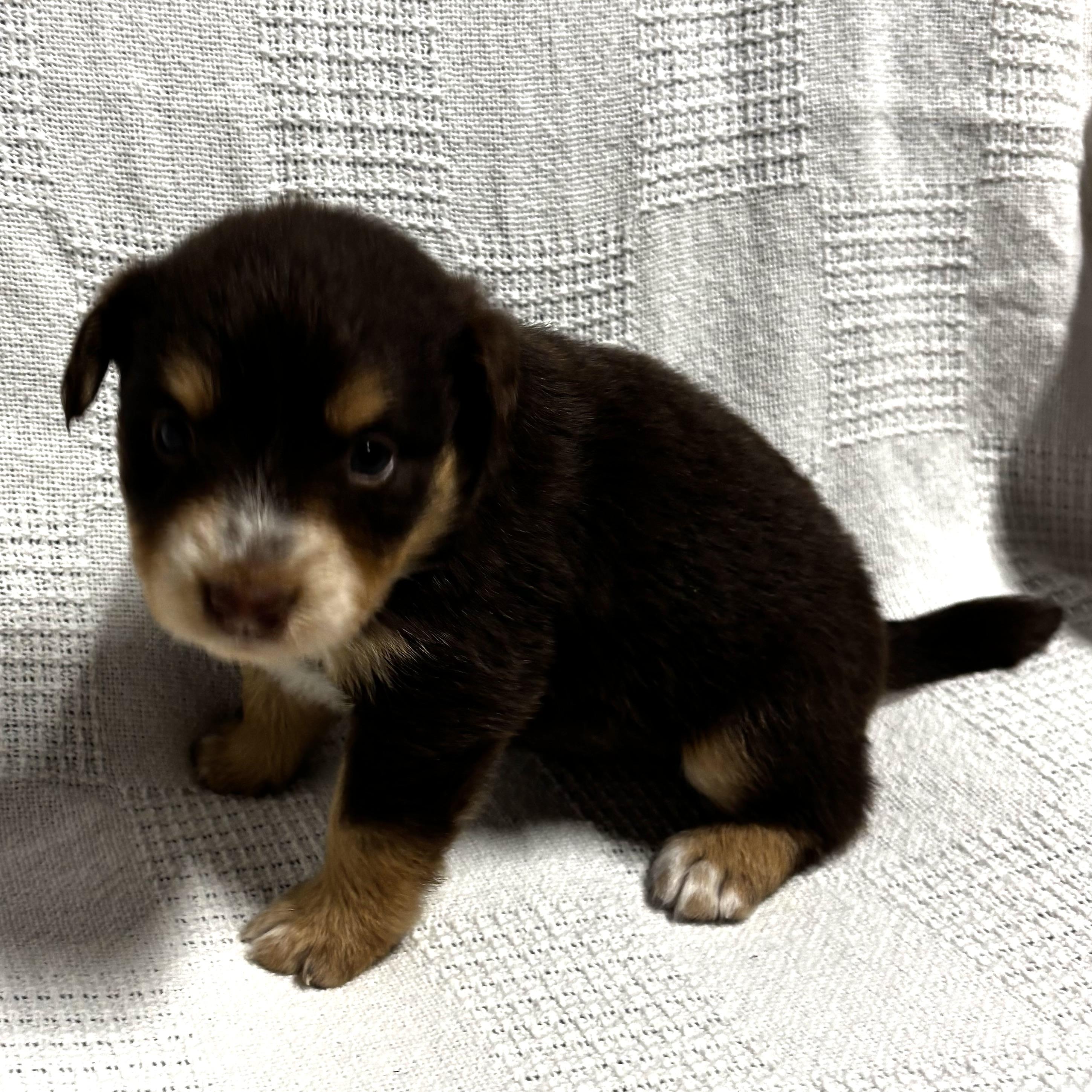 Enlarge Hyacinth, a Adoptable mixed breed in North Bergen, NJ image 2/6